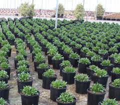 Wholesale Nursery