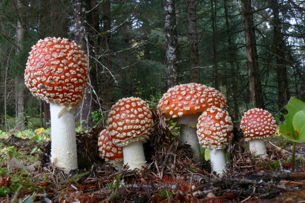 best amanita muscaria mushroom gummies
